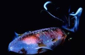 Light Show:  A Caribbean Reef Squid at Night, Gunaja, Bay Islands, Honduras