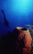 A Diver's Attention; Cozumel, Mexico