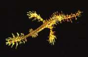 Ornate Ghost Pipefish; Kungkungan Bay Resort, Sulawesi, Indonesia