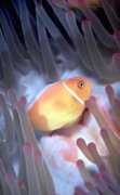 Pink Anemonefish in anemone; Palau, Micronesia