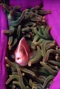 Pink Anemonefish and cleaner shrimp in semi-closed anemone; Wakatobi, Sulawesi, Indonesia